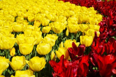 Nisan 'da her yıl açan soğan çiçeği, çok canlı renklerde kırmızı laleler, Türkiye İstanbul Emirgan korusu