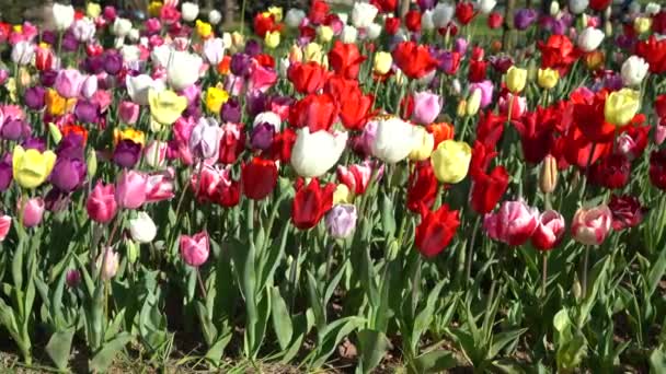 Kwiat Bulwy Który Kwitnie Roku Kwietniu Kolorowe Tulipany Bardzo Żywych Filmik Stockowy