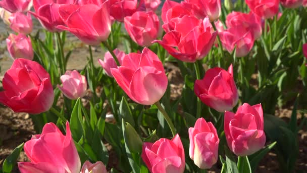 Flor Bulbosa Que Florece Cada Año Abril Tulipanes Rosados Con — Vídeo de stock