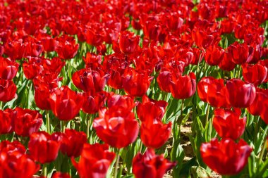 Nisan 'da her yıl açan soğan çiçeği, çok canlı renklerde kırmızı laleler, Türkiye İstanbul Emirgan korusu