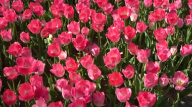 Nisan 'da her yıl açan soğanlı çiçek, çok canlı renklerde pembe laleler, Türkiye İstanbul Emirgan