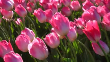 Nisan 'da her yıl açan soğanlı çiçek, çok canlı renklerde pembe laleler, Türkiye İstanbul Emirgan