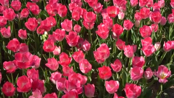 Flor Bulbosa Que Florece Cada Año Abril Tulipanes Rosados Con — Vídeos de Stock