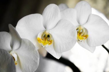 Beyaz orkide, narin ve zarif yapılarıyla en değerli çiçeklerden biridir ve ev ortamında yetişebilir.