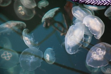 Transparent and white jellyfish swimming near the sea surface among boats in a marina clipart