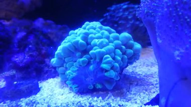 Tuzlu su akvaryumu, resif tankı, deniz akvaryumu renkli yaşam renklerinde mavi renkli balon uçlu anemon (Entacmaea quadricolor)