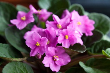 Güzel pembe viyola çiçekleri yaz bahçesinde, mis kokulu mor menekşe tarlası, yakın plan pembe çiçek