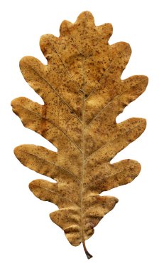 Sonbahar düşmüş kuru meşe ağacı bej ve kahverengi yapraklar beyaz zemin üzerinde izole edilmiş, sonbahar mevsimi konsepti