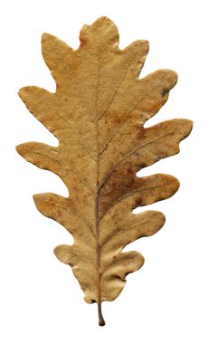 Sonbahar düşmüş kuru meşe ağacı bej ve kahverengi yapraklar beyaz zemin üzerinde izole edilmiş, sonbahar mevsimi konsepti