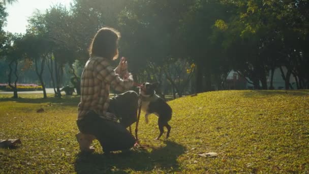 Young Woman Plays Her Boston Terrier Sunset Park Slow Motion — Vídeo de stock