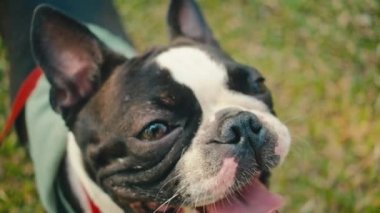 Güzel Boston Terrier köpeği, yeşil çimlerin üzerinde yüz, gözler ve kulaklar.