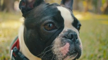 Güzel Boston Terrier köpeği, yeşil çimlerin üzerinde yüz, gözler ve kulaklar.