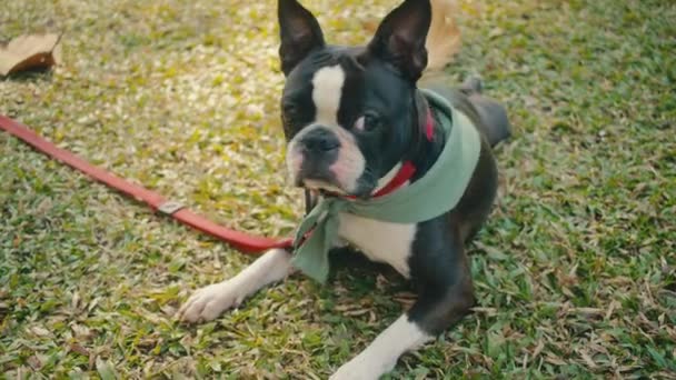 Beautiful Boston Terrier Dog Close Face Eyes Ears Green Grass — стокове відео