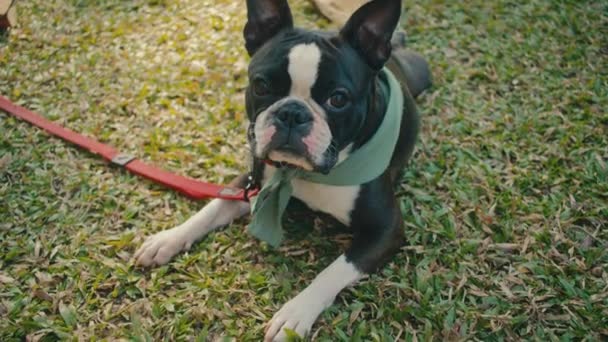 Hermoso Perro Boston Terrier Primer Plano Cara Los Ojos Las — Vídeo de stock