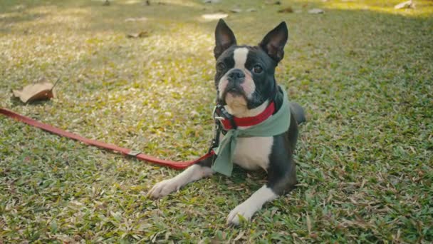 Bonito Boston Terrier Cão Close Rosto Olhos Orelhas Grama Verde — Vídeo de Stock