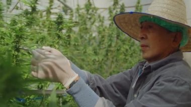 Slow motion of farmer with hat and gloves checking hemp plants in a greenhouse. Shot in 6K. Concept of herbal alternative medicine, cbd oil, pharmaceptical industry