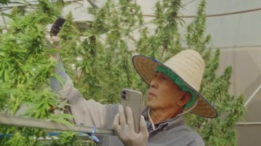 Slow motion of farmer with hat and gloves checking hemp plants in a greenhouse. Shot in 6K. Concept of herbal alternative medicine, cbd oil, pharmaceptical industry