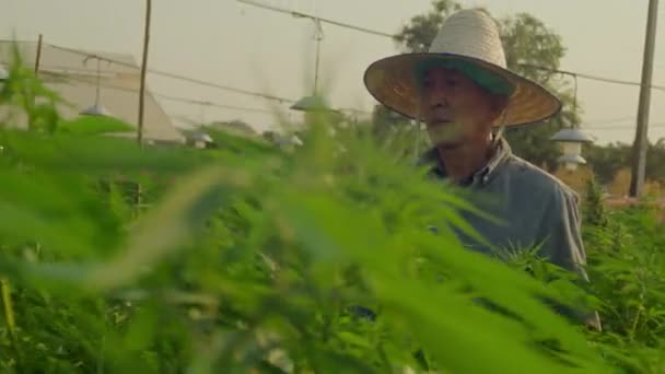 Slow Motion Farmer Hat Gloves Checking Hemp Plants Greenhouse Shot — стоковое видео