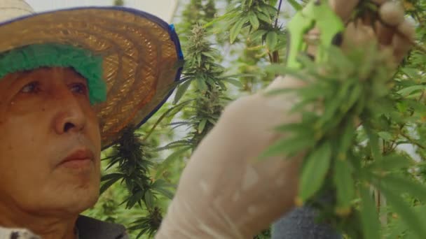 Şapkalı Eldivenli Bir Çiftçinin Seradaki Kenevir Bitkilerini Kontrol Etmesi Çekilmiş — Stok video