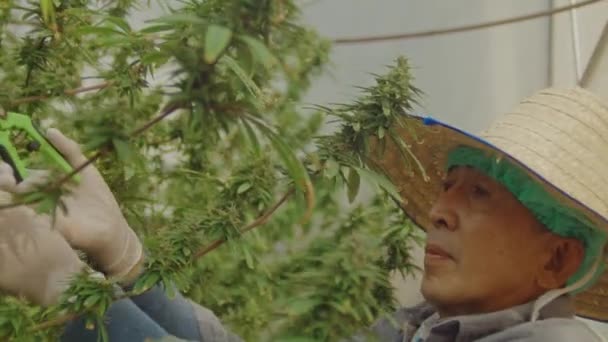 Movimiento Lento Del Agricultor Con Sombrero Guantes Que Comprueban Las — Vídeos de Stock