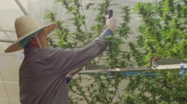Bluetooth mikroskobuyla bir seradaki kenevir bitkilerini kontrol etmeye bağlı çiftçi yavaş hareket ediyor. 6K 'da çekilmiş. Bitkisel alternatif tıp kavramı, cbd yağı, ilaç endüstrisi