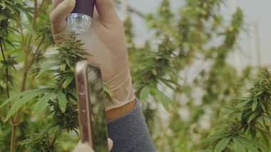 Bluetooth mikroskobuyla bir seradaki kenevir bitkilerini kontrol etmeye bağlı çiftçi yavaş hareket ediyor. 6K 'da çekilmiş. Bitkisel alternatif tıp kavramı, cbd yağı, ilaç endüstrisi