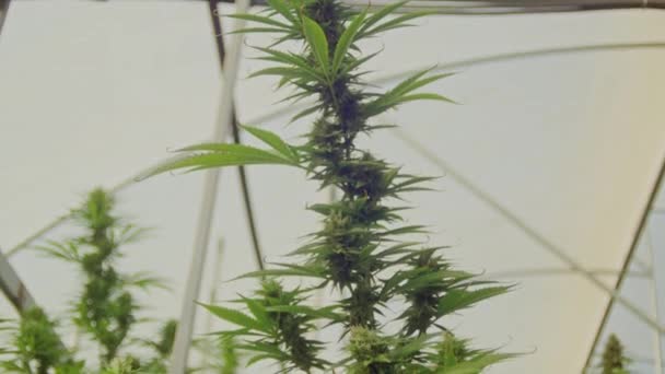Cannabis Plant Curative Cannabis Weed Farm Medical Cannabis Product Indoor — Stockvideo