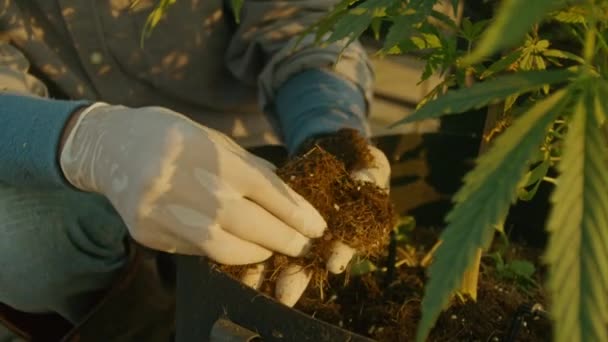屋外の大麻農場で農家のスローモーションショットは 植物ポットの土壌をチェックします 6K形式で撮影 ハーブ代替医療 大麻油 製薬業界の概念 — ストック動画