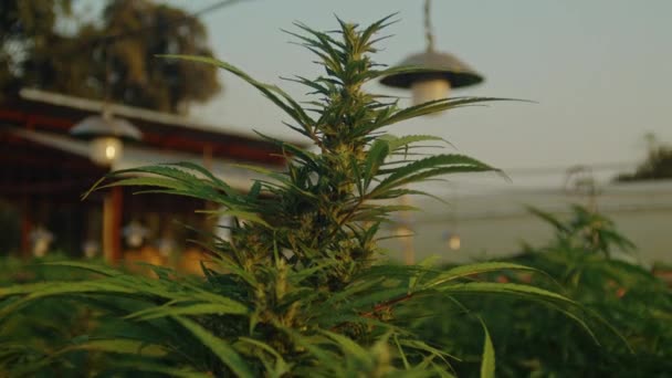 Närbild Cannabisplantan Stjälken Blommorna Och Bladen Cbd Gård Fält Vid — Stockvideo