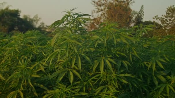 Close Shot Cannabis Plant Stem Flowers Leaves Cbd Farm Field — Stock Video
