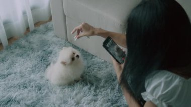 Siyah saçlı kadın akıllı telefonuyla oturma odasında modern bir iç mekanı olan şirin beyaz köpeğinin fotoğrafını çekiyor. Esmer kadın telefonunu tutuyor ve küçük tüylü köpeğin fotoğrafını çekiyor. İnsanlar