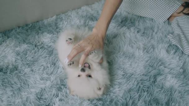 かわいい小さな白いスピッツ犬が手で遊んで モダンなインテリアでリビングルームのカーペットの上に横たわっています 子犬と遊んでいる女性 人と動物の友情コンセプト 高品質4Kについて — ストック動画