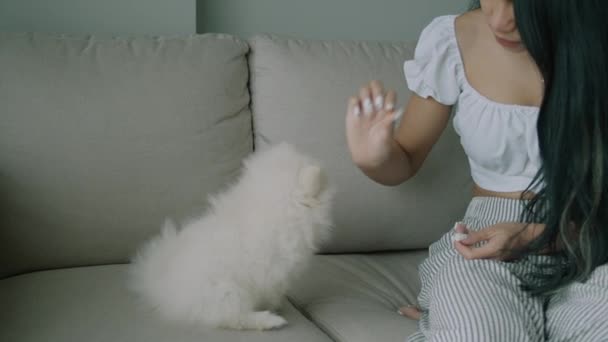 Młoda Tajka Karmi Uroczego Białego Pluszowego Psa Smakołykami Siedzącymi Kanapie — Wideo stockowe