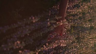 Güzel bir çiçek tarlasında çiçeklere dokunan bir kadının dikey videosu. Yaz konsepti, doğa. Vahşi kır çiçekleri, zehirli bitkiler, Delphinium, lavanta çiçekleri. Yüksek kalite 4k görüntü