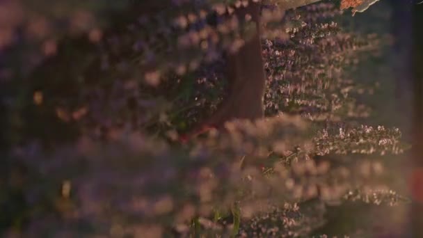 Вертикальне Відео Жіночої Руки Торкається Квітів Красивому Квітковому Полі Концепція — стокове відео
