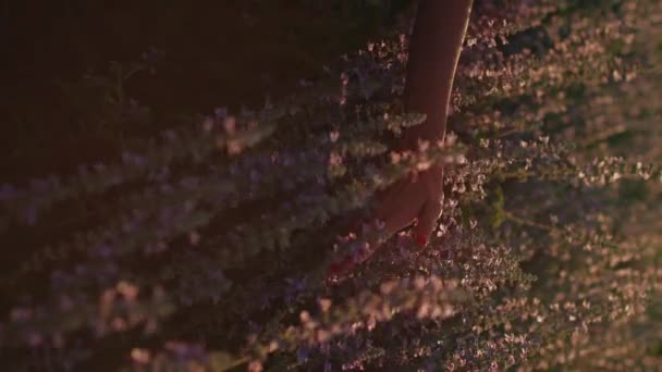 一个女性的手在美丽的花田里触摸花朵的垂直视频 夏天的概念 大自然 野生野花 有毒的植物 德尔菲 薰衣草花 高质量的4K镜头 — 图库视频影像