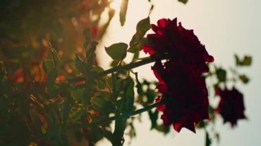 Güzel bir çiçek tarlasında kırmızı güllere dokunan bir kadının dikey videosu. Yaz konsepti, tabiat. Yüksek kalite 4K görüntü.