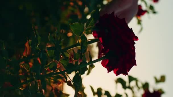 Pionowe Wideo Kobiecej Ręki Dotykającej Czerwonych Róż Pięknym Polu Kwiatów — Wideo stockowe
