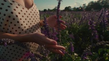 Güzel Delphinium tarlasında mor çiçeklere dokunan kadın eli. Doğayı seviyorum. Provence, yaz, tatil. Çiçek tarlasında genç bir kadın. Yakın çekim, yavaş çekim. Yüksek kalite 4k görüntü