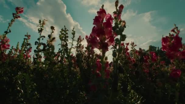 Close Hermosas Flores Hollyhock Rojas Rosadas Florecientes Sol Campo Colorido — Vídeos de Stock