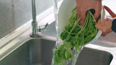 Kişi, bitki malzemelerini lavabodaki cam bir kasede duruluyor. Rüzgâr evin penceresinden içeri esiyor.