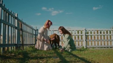 İki uzun saçlı kadın mavi gökyüzü arka planına sahip bir çayırda kahverengi koyunları besliyor. Açık havada çiftçilik. Beslenme, evcil çiftlik hayvanları. Yaz gününde koyunlar. Hayvan sevgisi. Yüksek kalite 4k