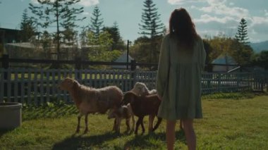 İki genç kadın, doğal arka plana sahip bir çayırda koyunlarıyla birlikte yürüyorlar. Açık havada çiftçilik. Beslenme, evcil çiftlik hayvanları otlağı. Yaz gününde koyunlar. Hayvan sevgisi. Yüksek kalite 4k