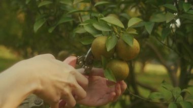 Mandalina çiftliğinde sepeti olan kızıl saçlı bir kadın. Gün batımında ağaçtan meyve topluyor.