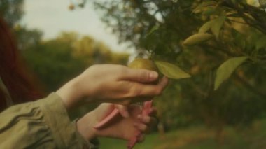Mandalina çiftliğinde sepeti olan kızıl saçlı bir kadın. Gün batımında ağaçtan meyve topluyor.