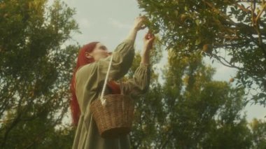 Mandalina çiftliğinde sepeti olan kızıl saçlı bir kadın. Gün batımında ağaçtan meyve topluyor.