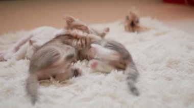 Beyaz halıdaki küçük kedicikler, seçici yumuşak odak