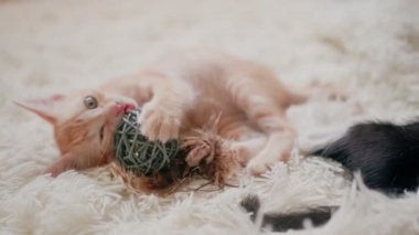 Beyaz halıdaki küçük kedicikler, seçici yumuşak odak