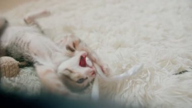 Beyaz halıdaki küçük kedicikler, seçici yumuşak odak