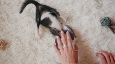 Yeni doğmuş kedi yavruları kadın ellerine uzanır.